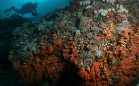 Bali 2016 - Corail - IMG_6021_rc